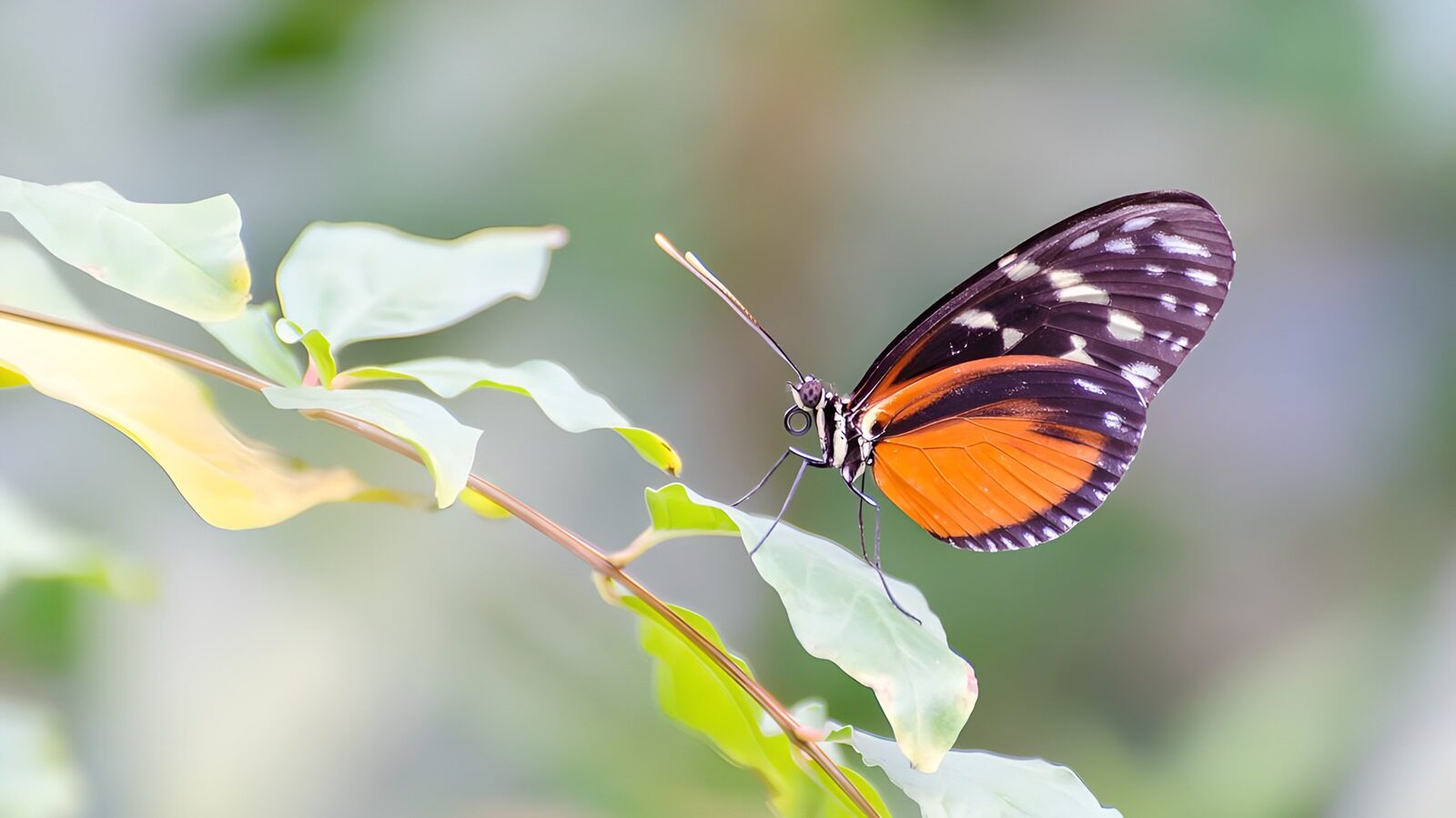 TPES20615: Mariposa naranja, un suspiro entre hojas