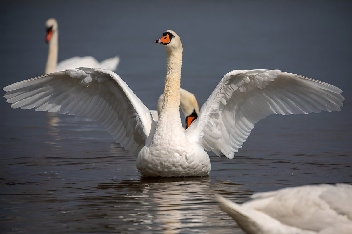 TPES22816: Cisne de frente, alas de par en par