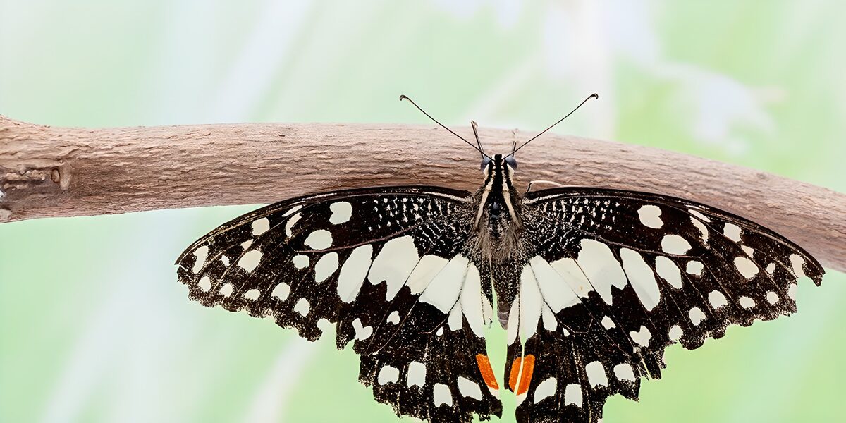 Mariposa en blanco y negro, alas abiertas