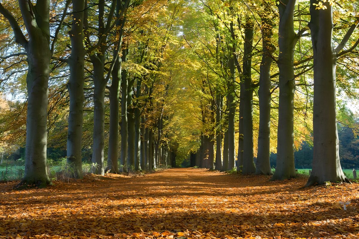 Camino de otoño entre árboles dorados