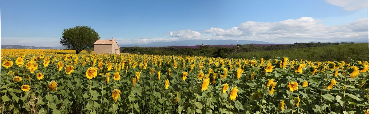 Un mar de girasoles bañado de sol