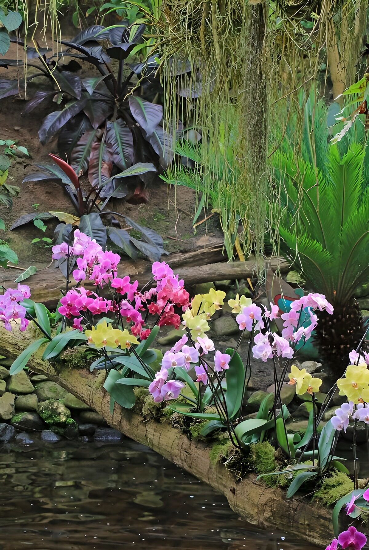 TPES85452: Orquídeas de colores junto al agua