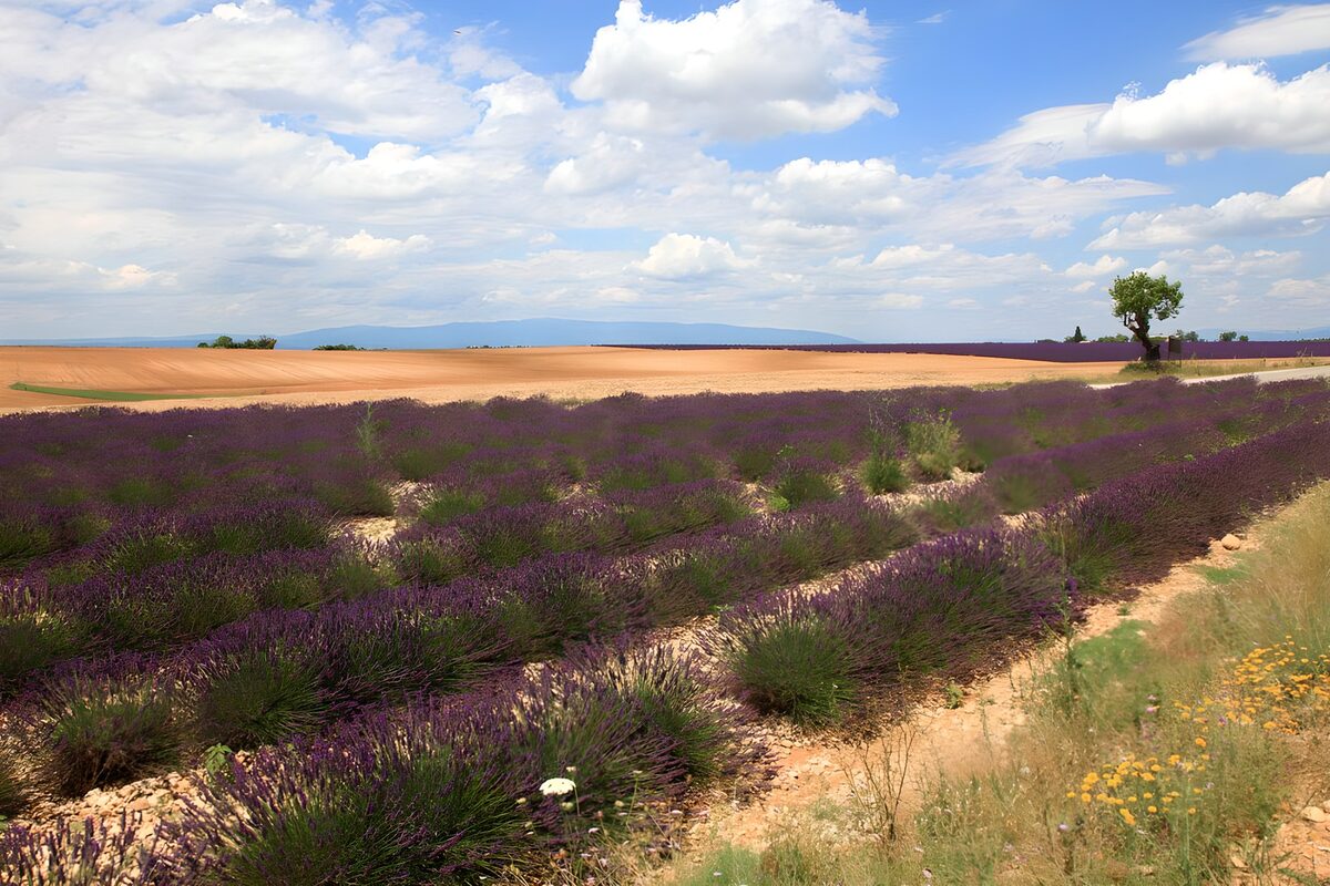 Hileras de lavanda bajo un cielo azul