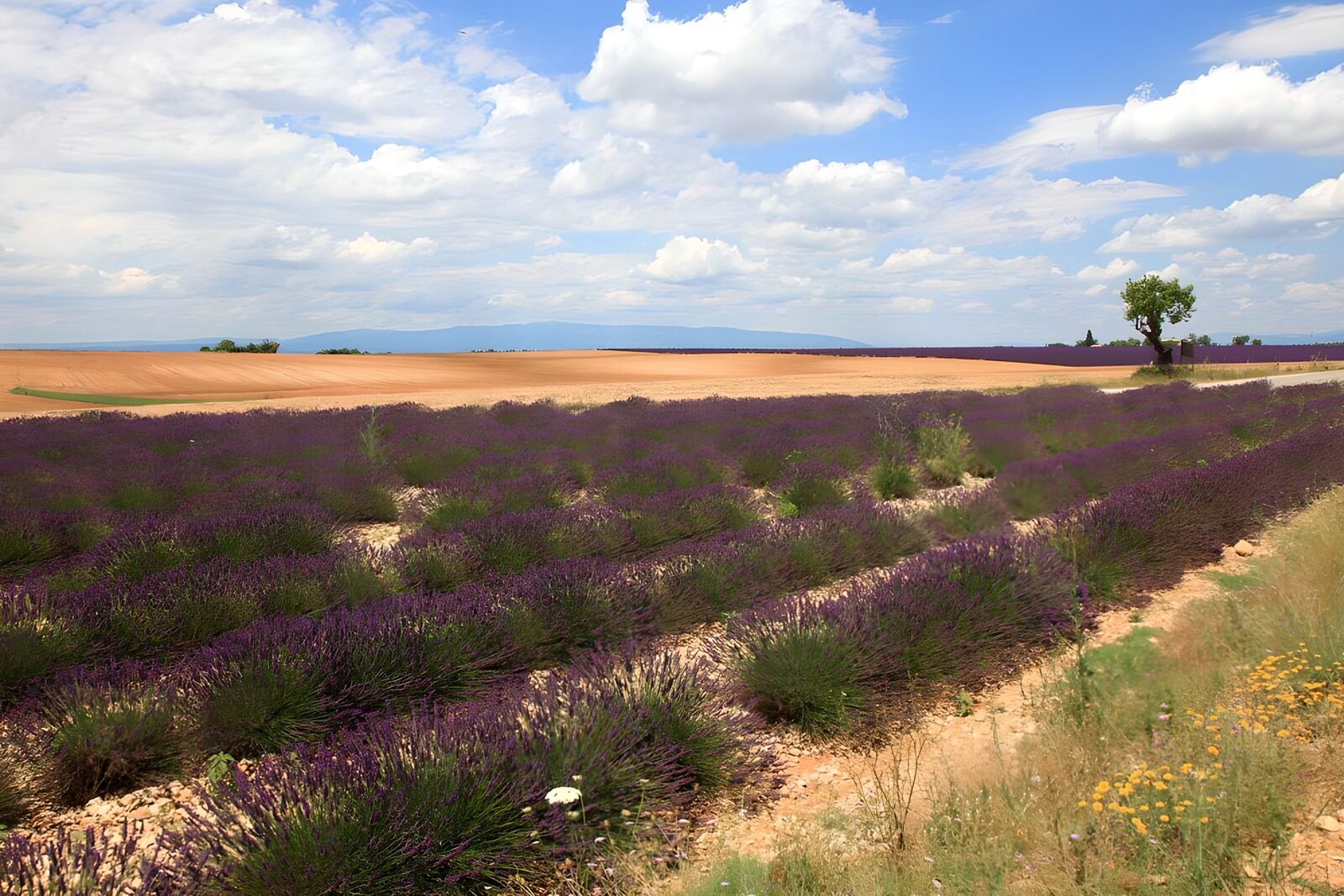 TPES56936: Hileras de lavanda bajo un cielo azul