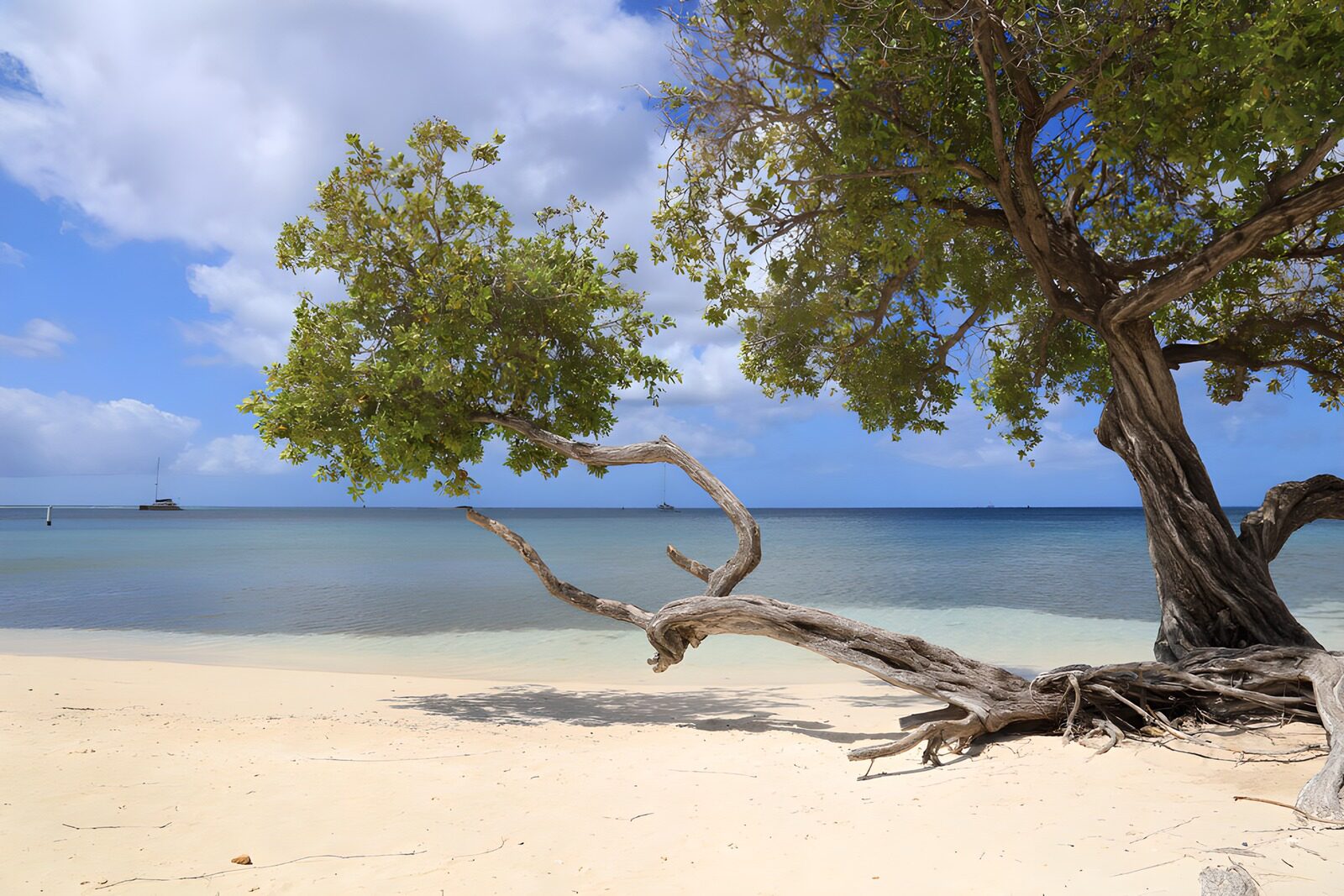 TPES26257: Árbol en la playa de aguas turquesas
