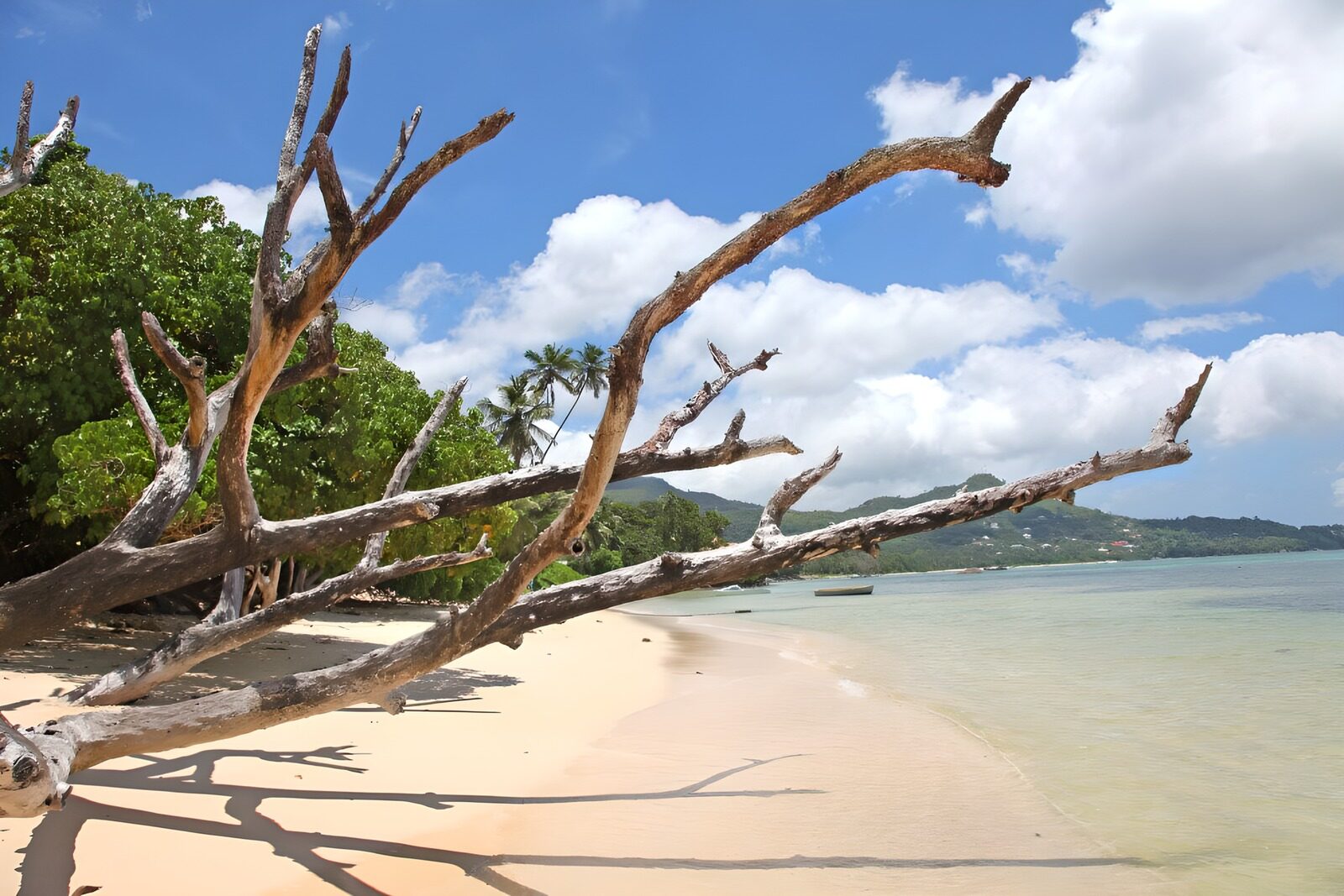 TPES10953: Playa tropical con un árbol a la deriva