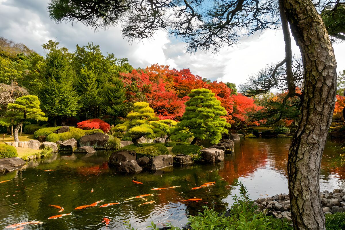 Estanque con koi y colores de otoño
