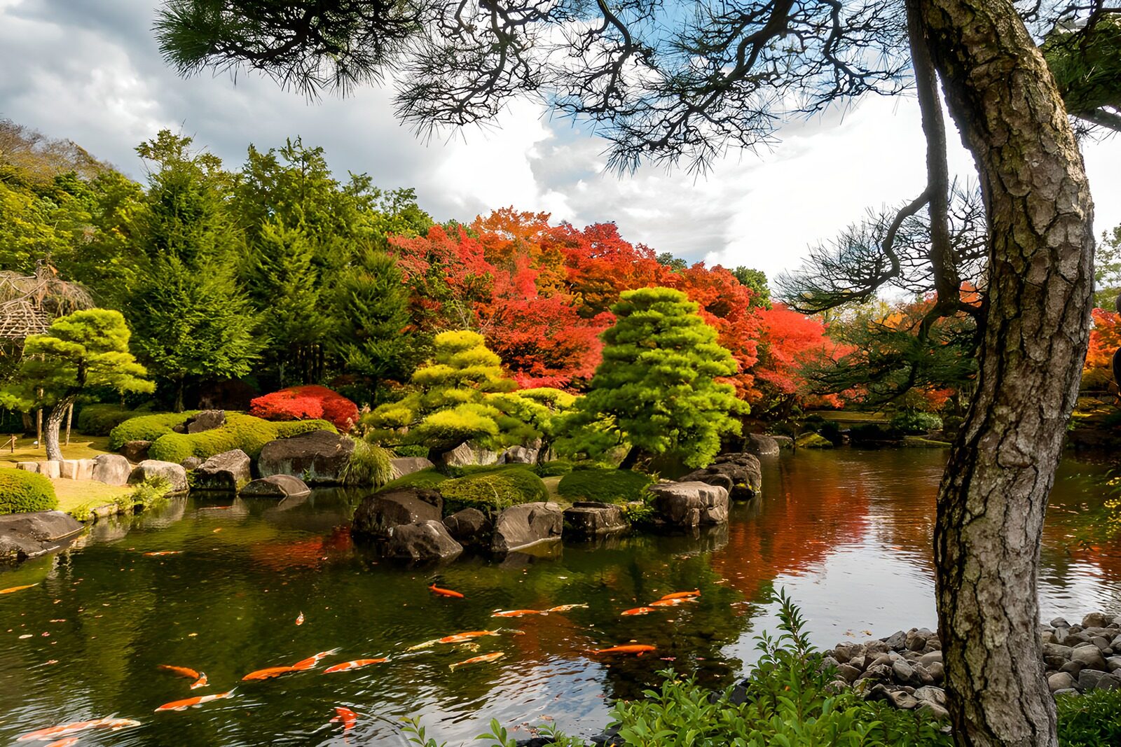 TPES13287: Estanque con koi y colores de otoño