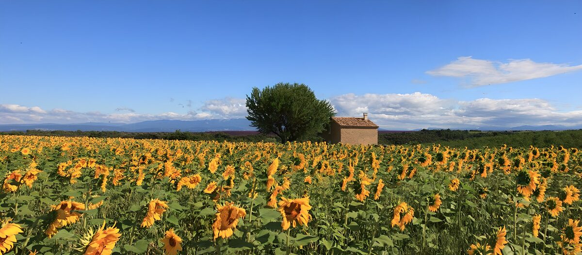 Campo de girasoles bajo un cielo de verano