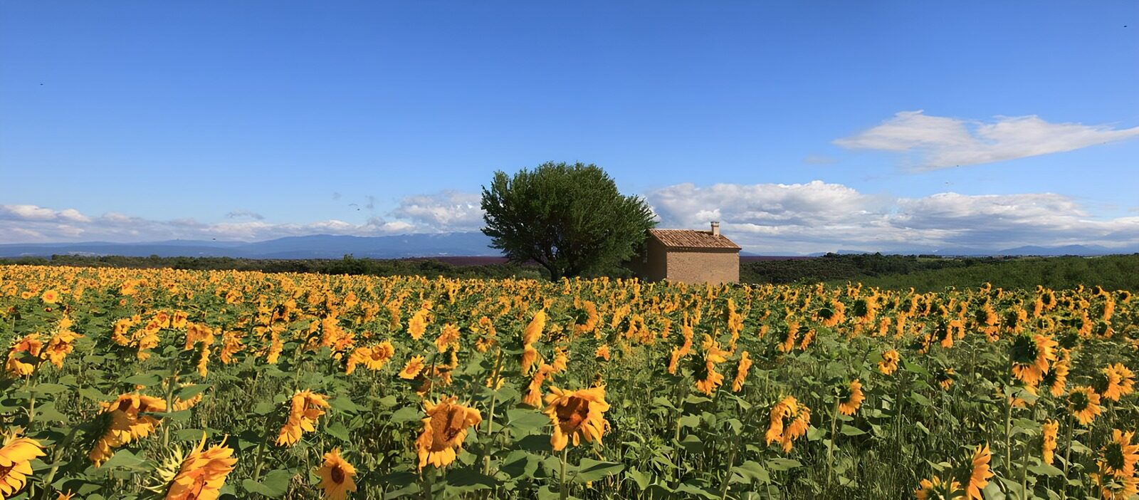 TPES96033: Campo de girasoles bajo un cielo de verano