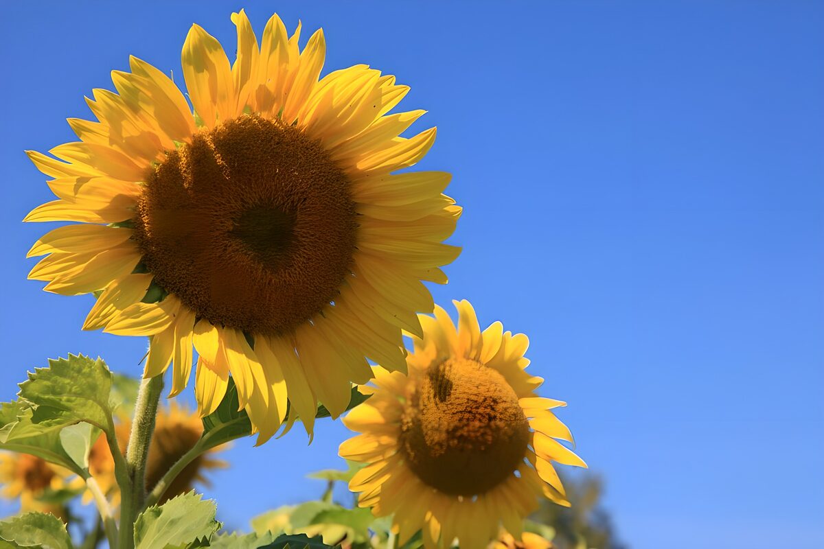 Un girasol acaricia el azul
