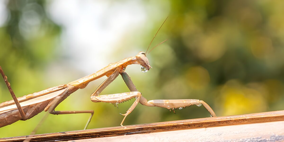 Mantis dorada con una gota de agua