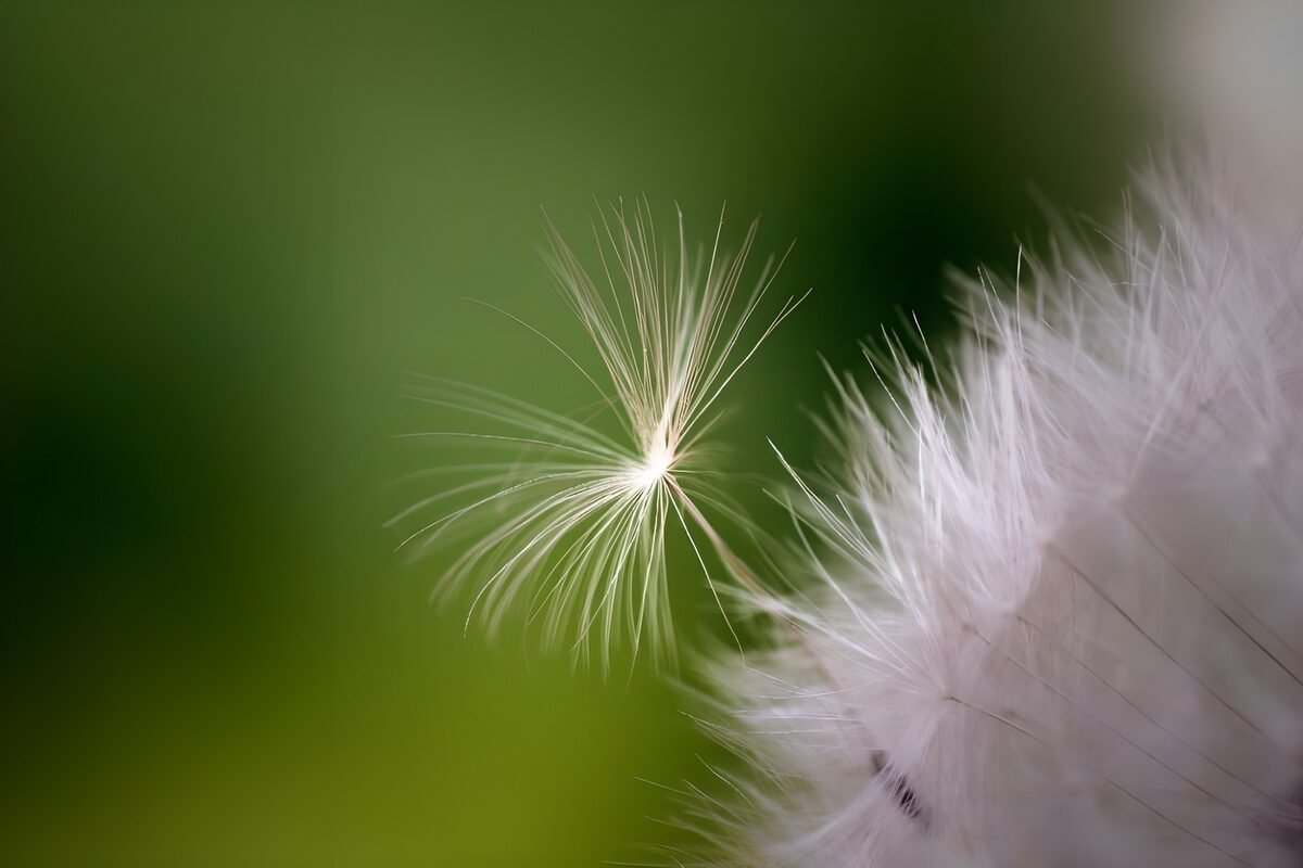 Pelusa de semilla sobre verde suave