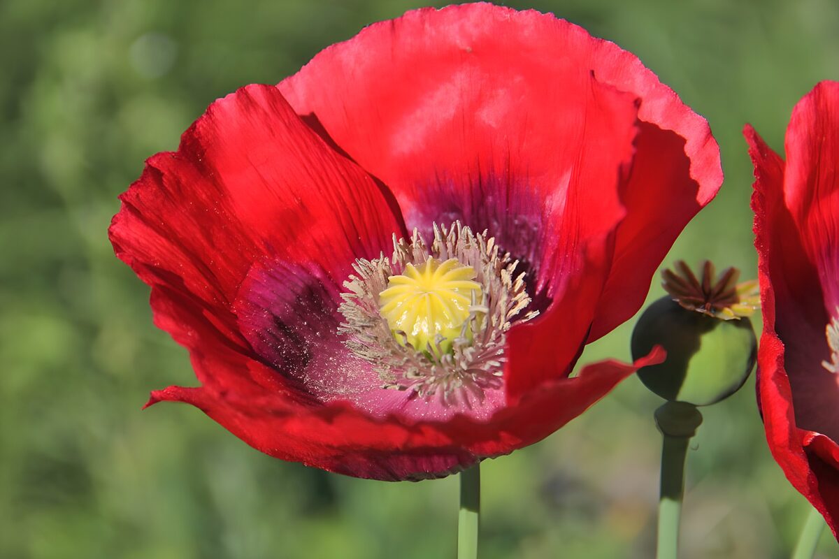 Amapola roja en primer plano