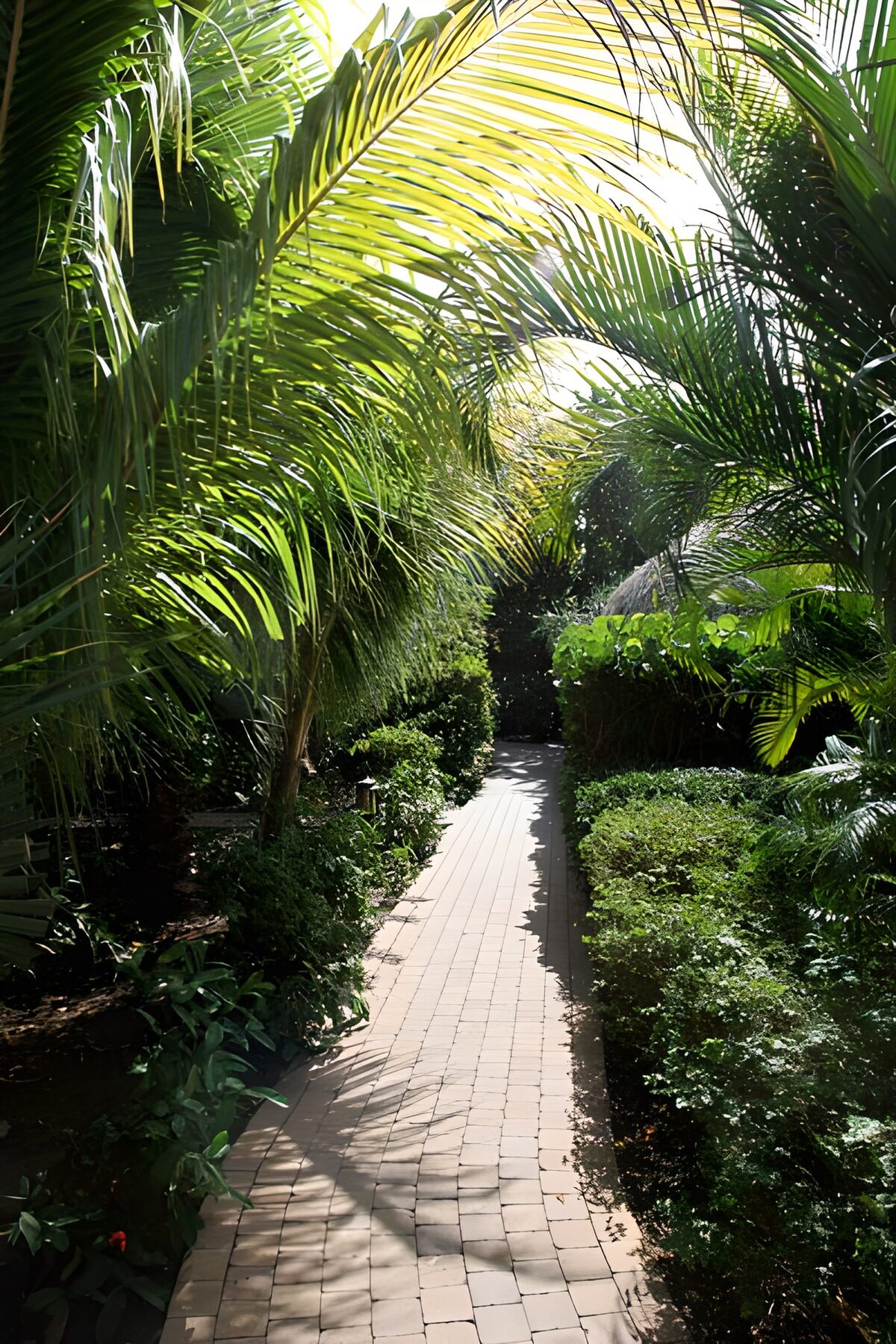 TPES33784: Sendero entre palmeras a la sombra