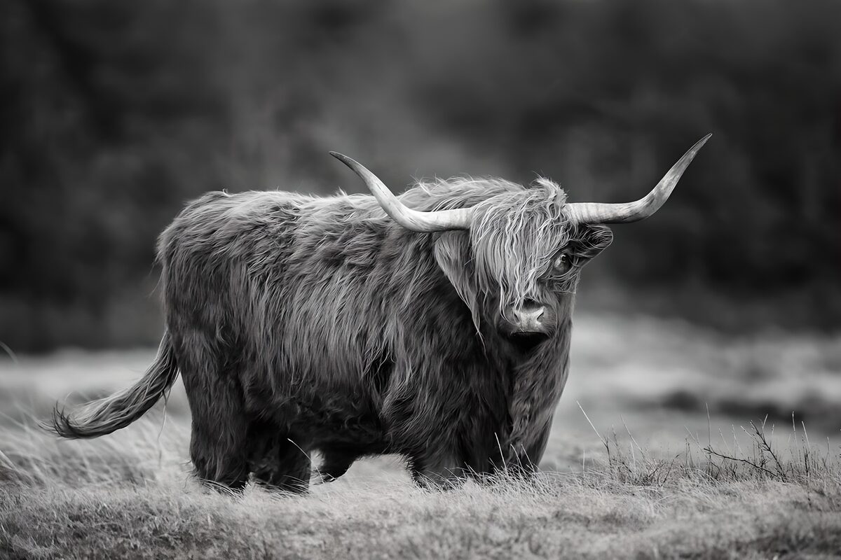 Vaca de las Highlands en blanco y negro