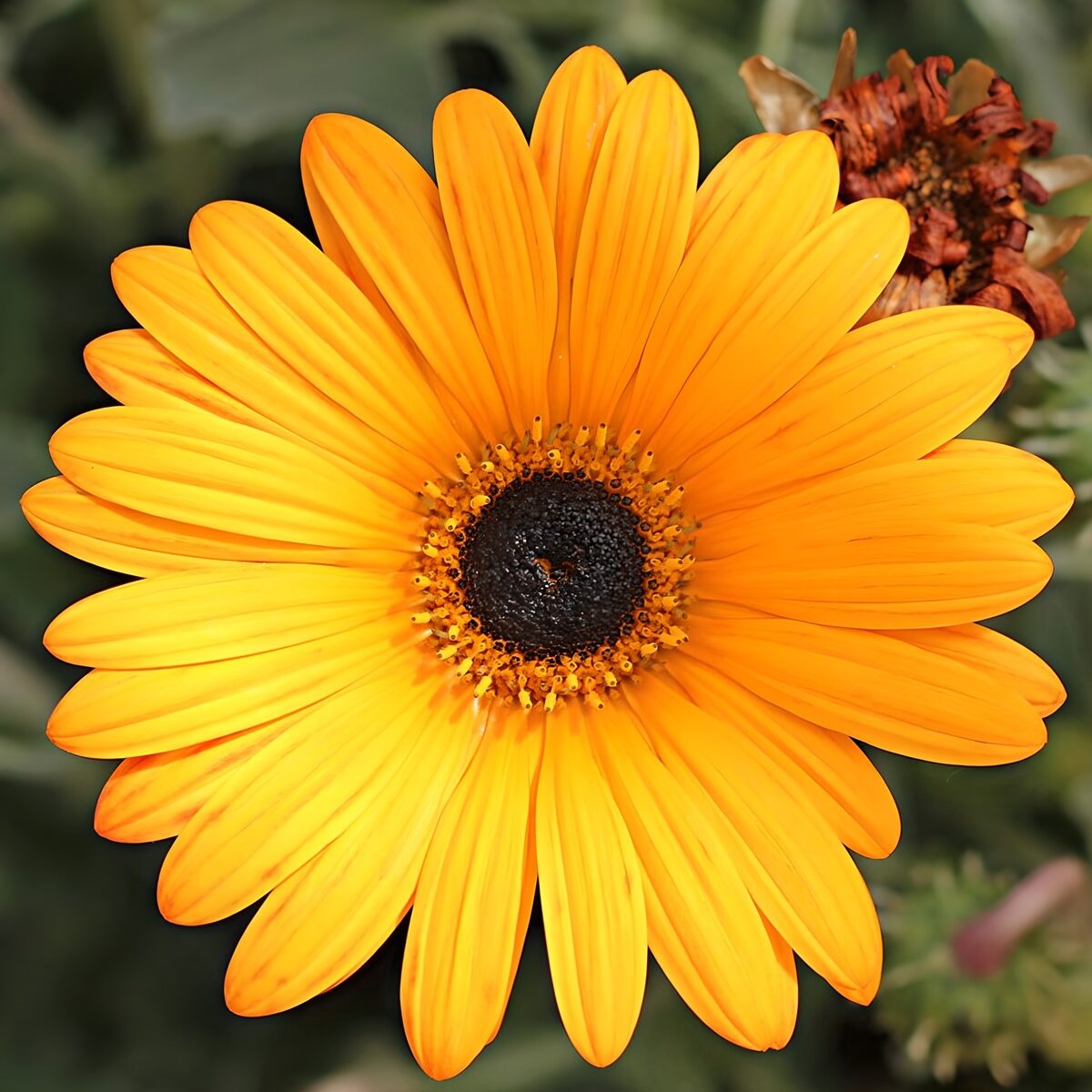 Flor amarilla y naranja a plena luz