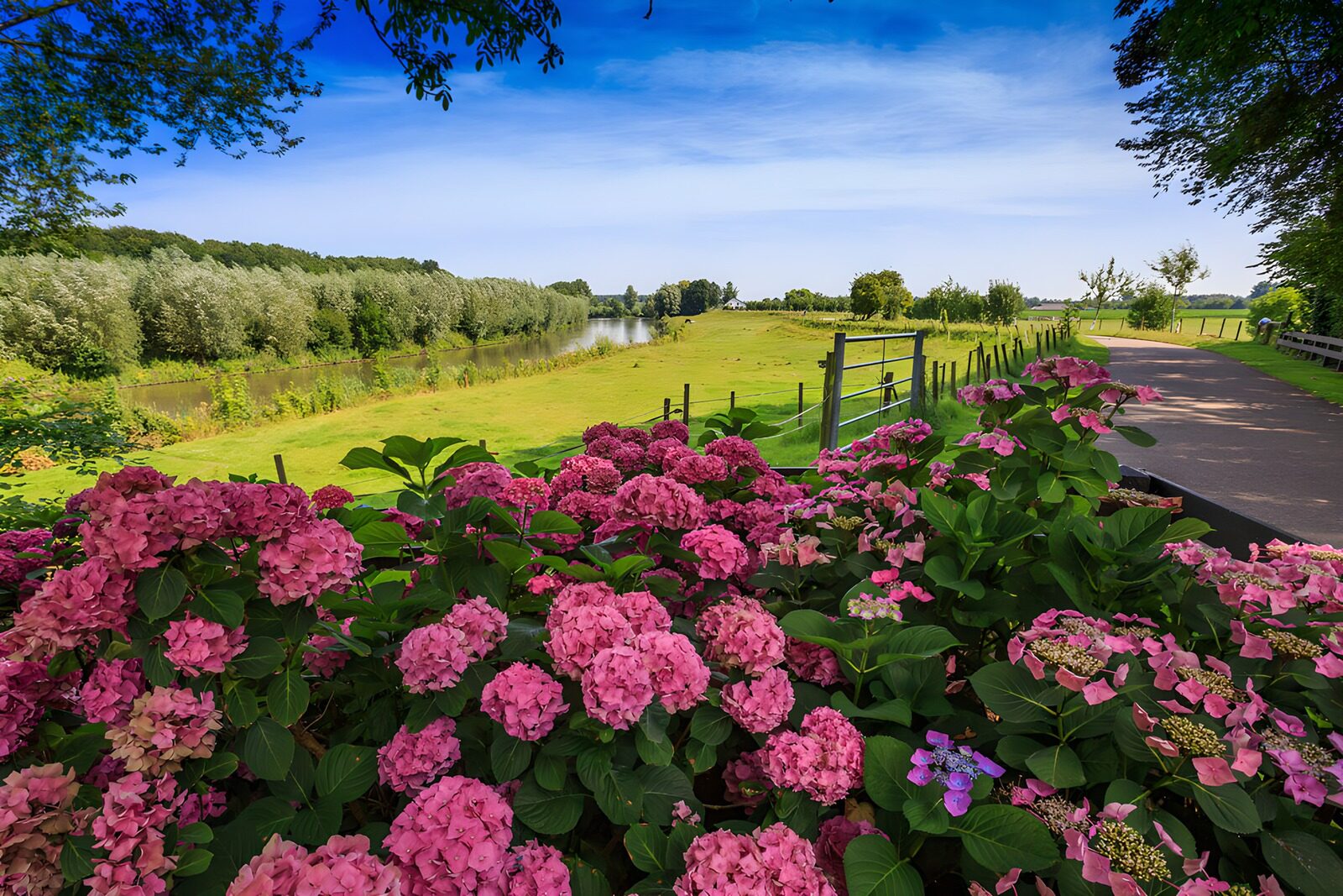 TPES68679: Hortensias rosas junto al canal