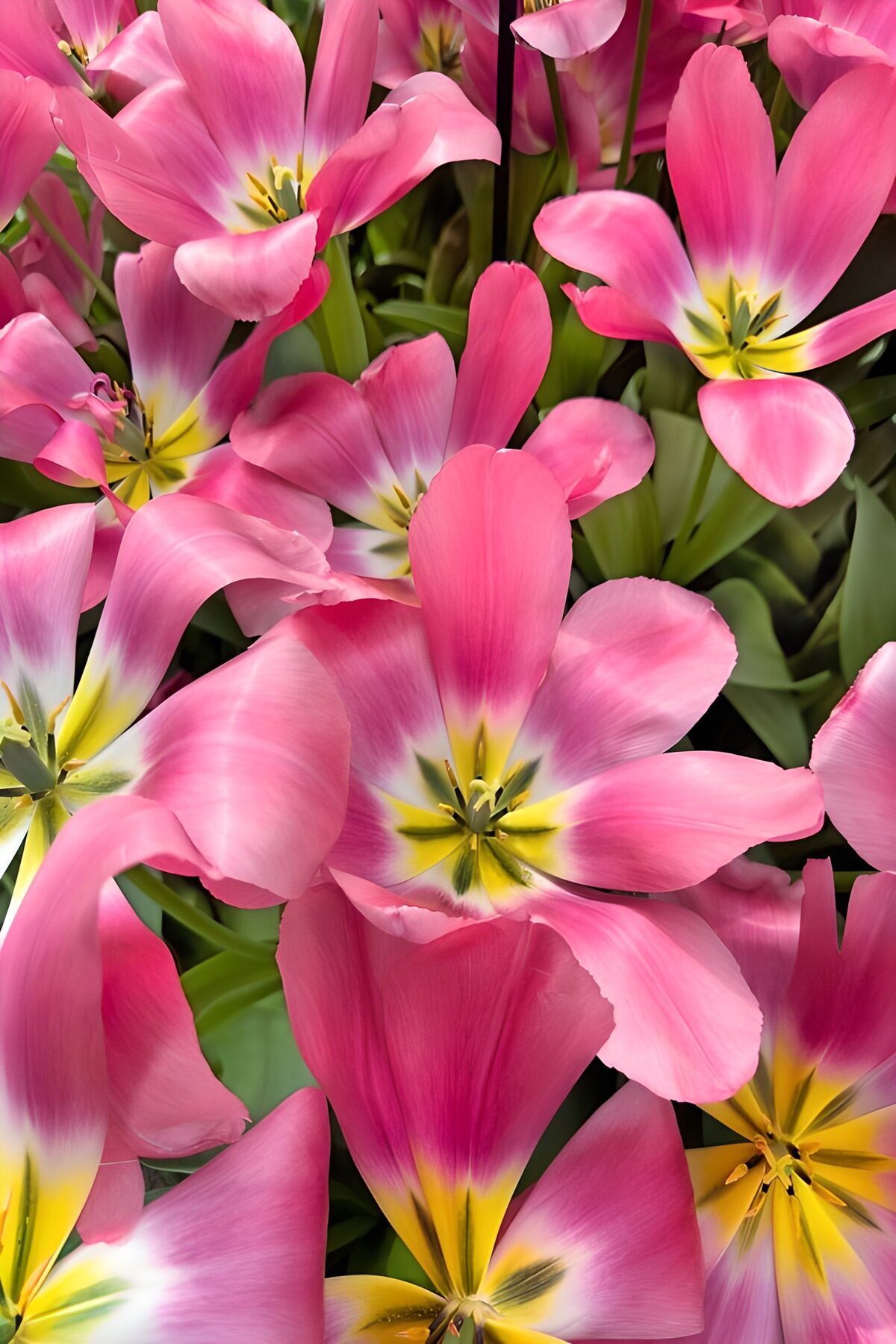 Tulipanes rosas abiertos en primer plano