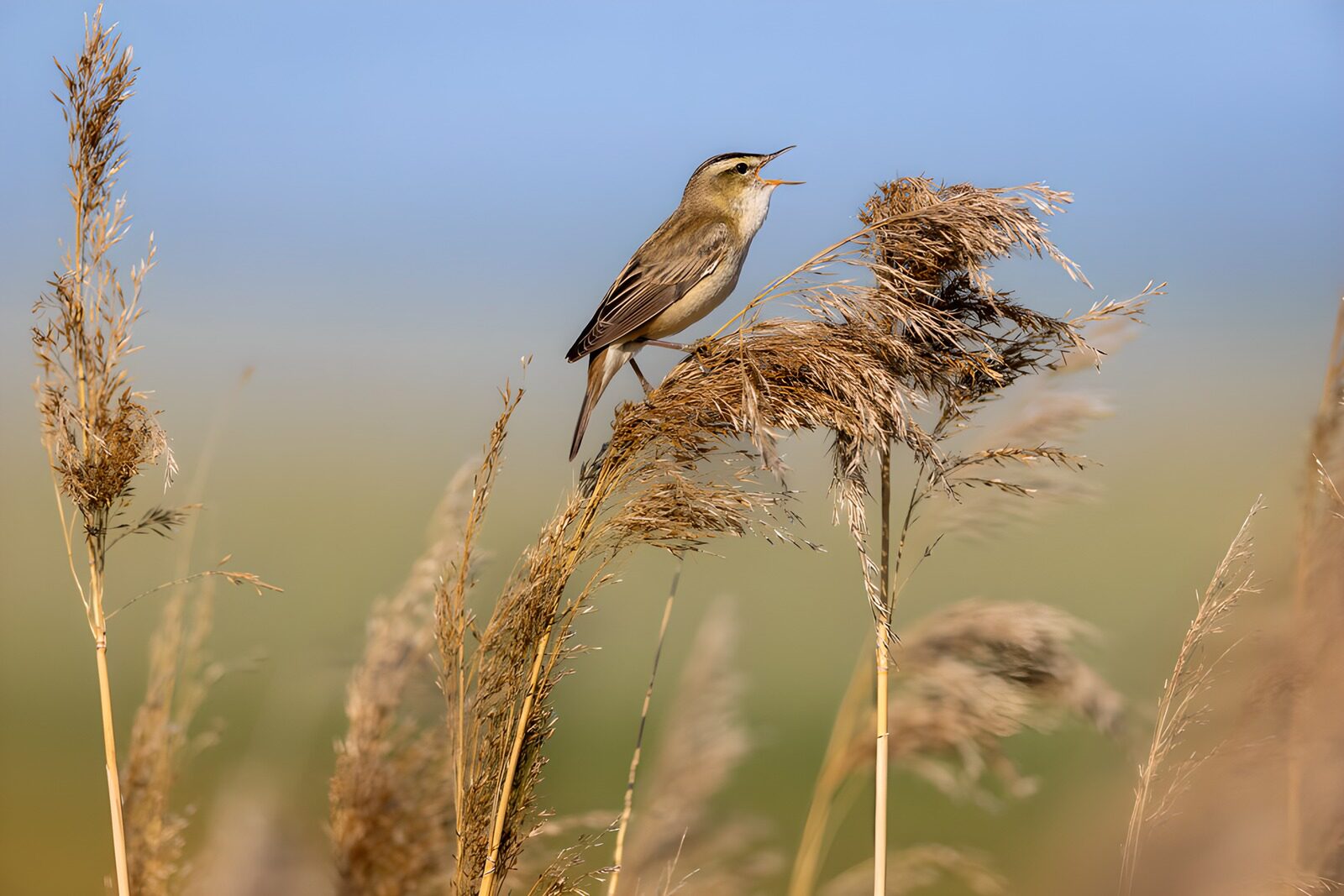 TPES24238: Pájaro cantando sobre un carrizo dorado