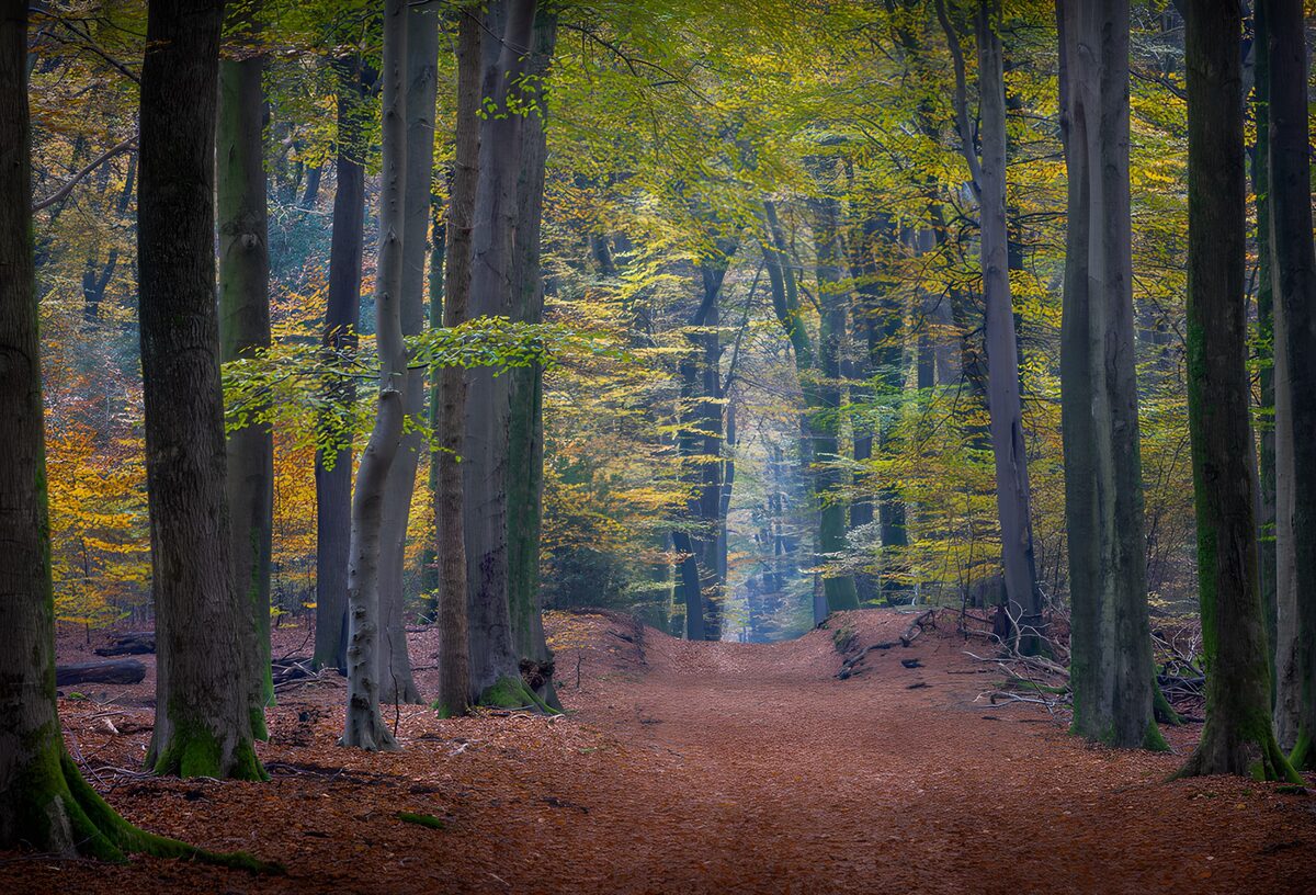 Sendero de otoño en un bosque tranquilo