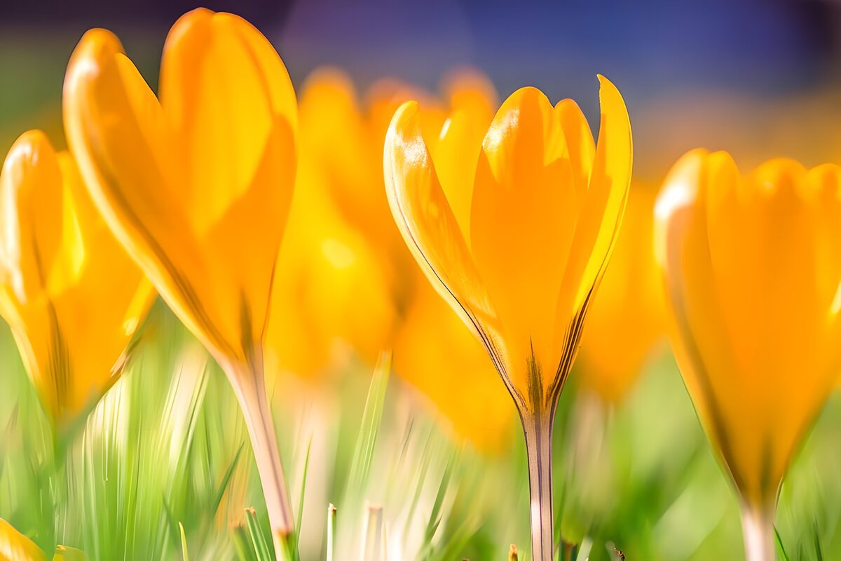 Crocus amarillos a la luz del sol