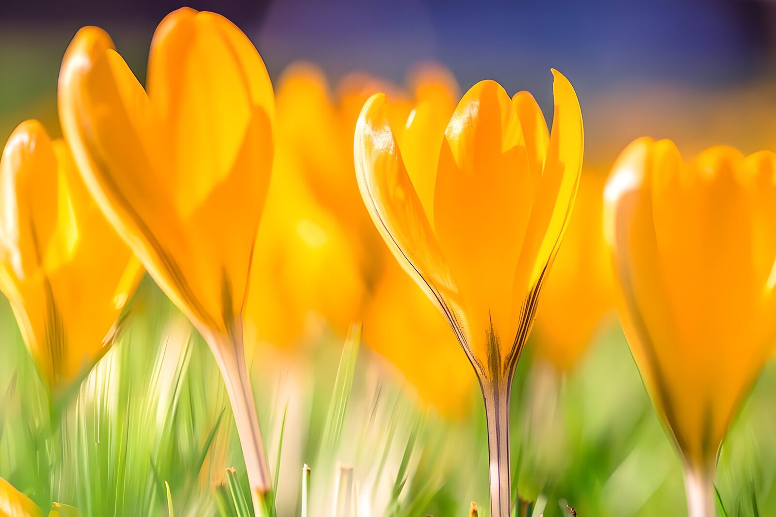 TPES82080: Crocus amarillos a la luz del sol