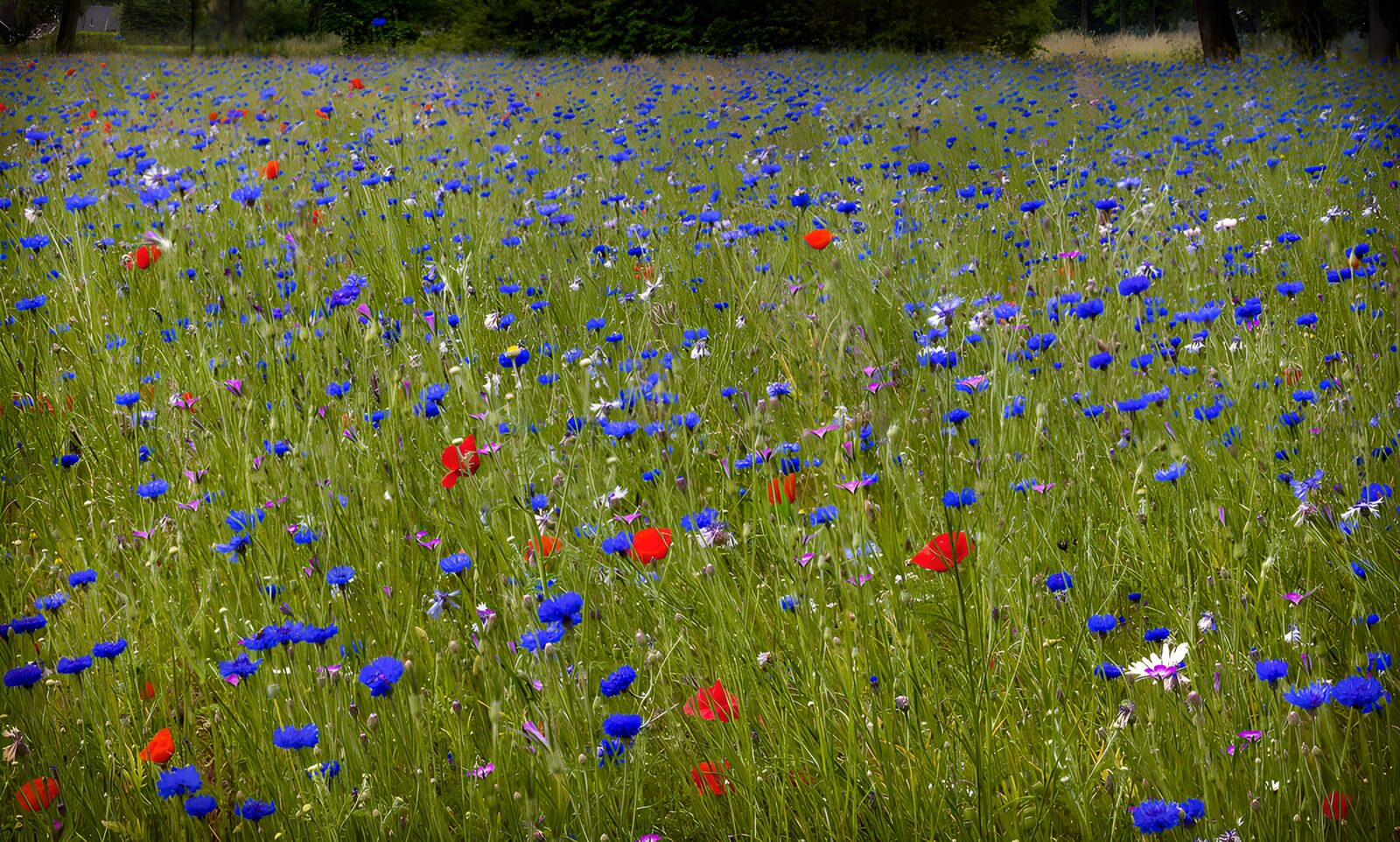 TPES21418: Acianos y amapolas a pleno sol