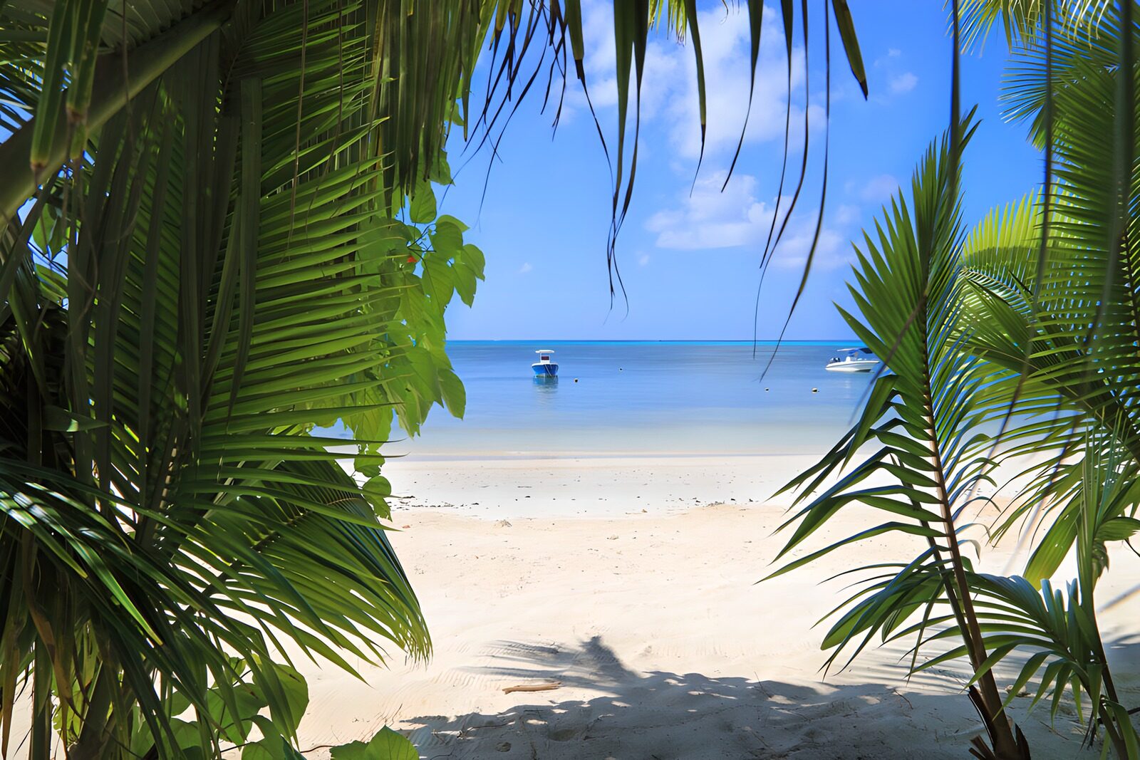 TPES35877: Una ventana de palmeras al mar