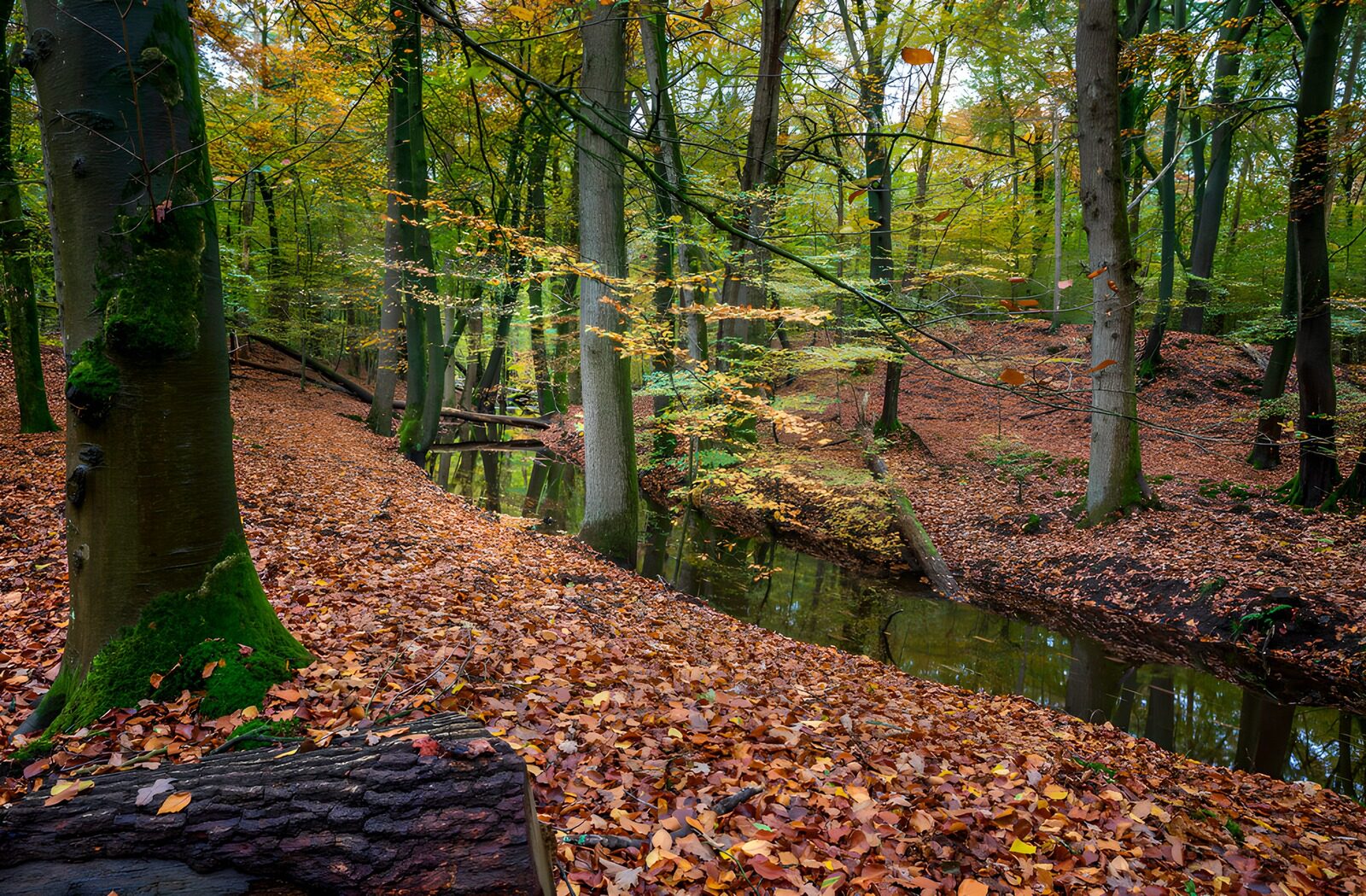 TPES49747: El otoño se refleja en el arroyo