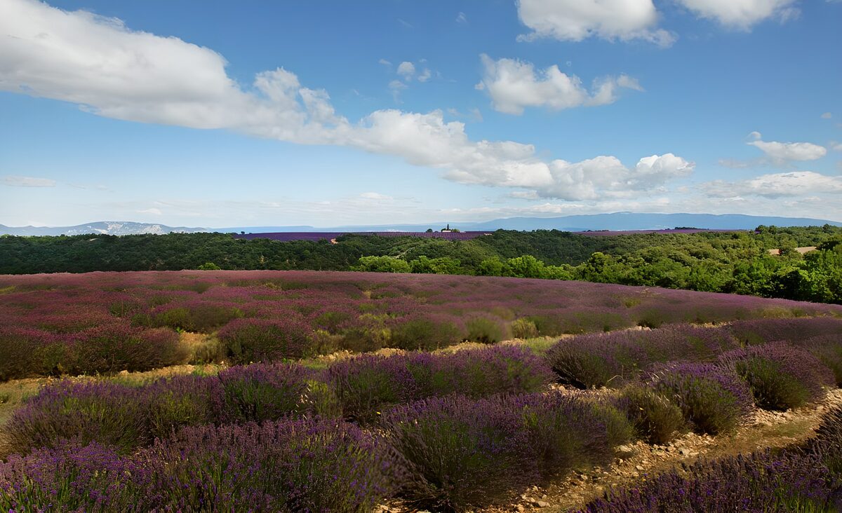 Olas de lavanda bajo un cielo azul