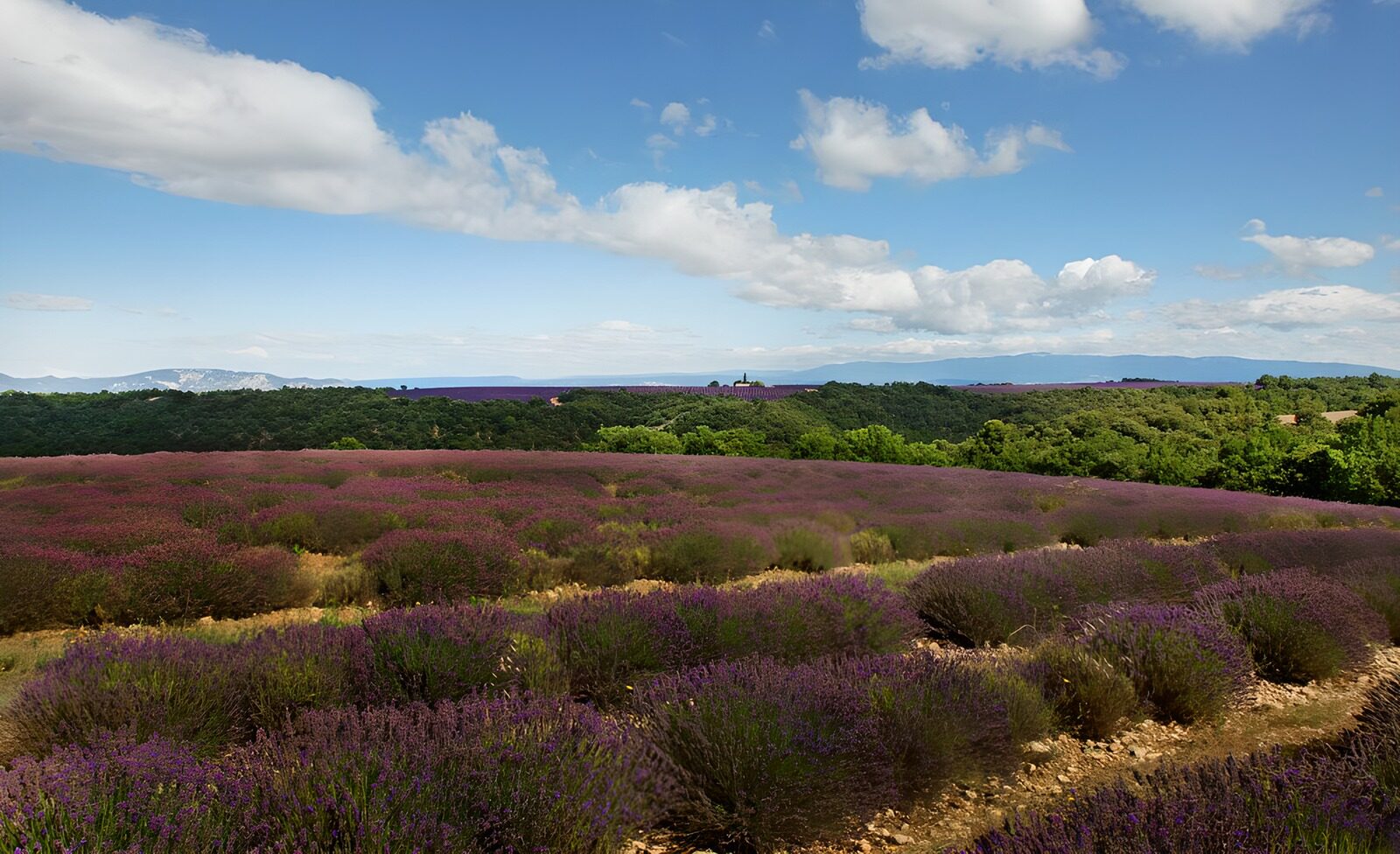 TPES67804: Olas de lavanda bajo un cielo azul