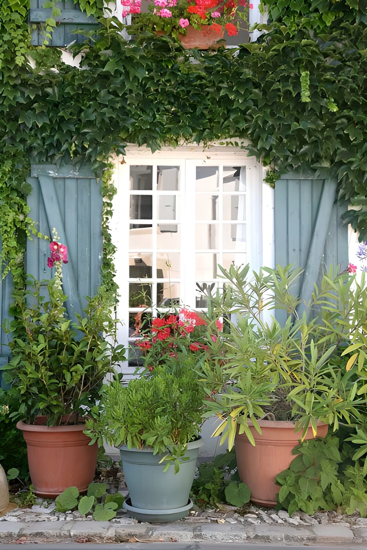 TPES56938: Ventana blanca entre un mar de macetas