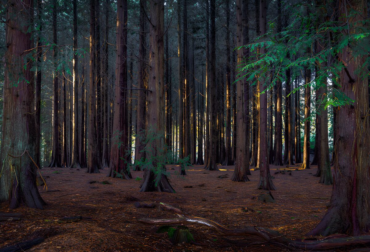 Bosque de coníferas entre luces y sombras