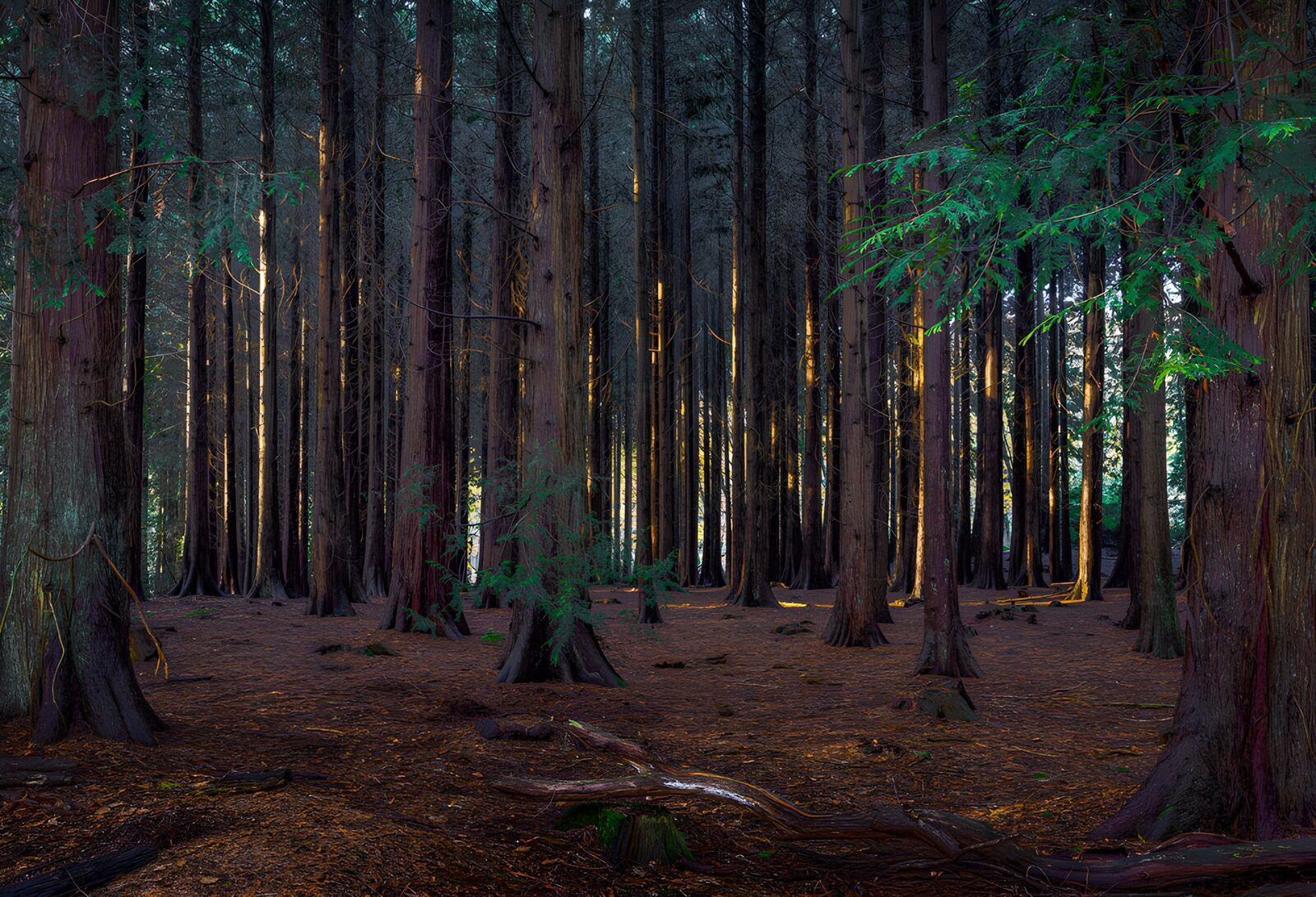 TPES31619: Bosque de coníferas entre luces y sombras