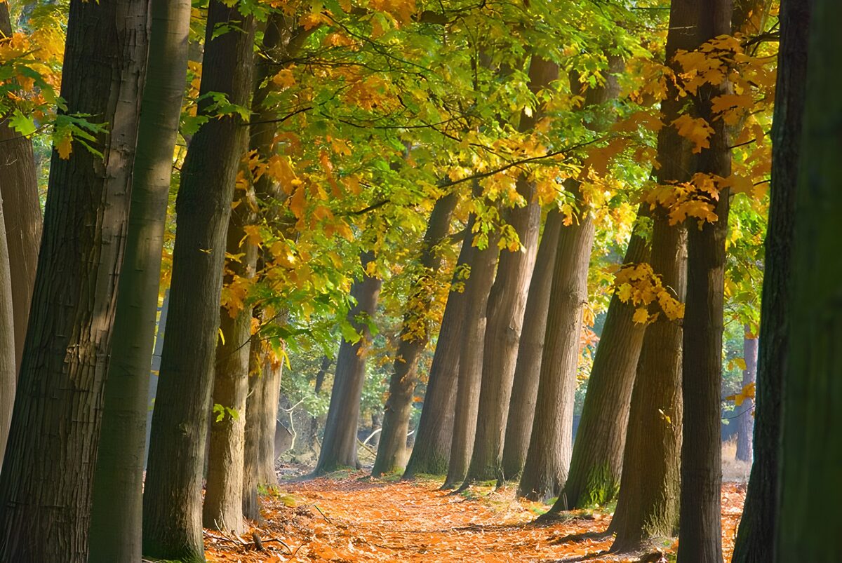Sendero de otoño entre árboles