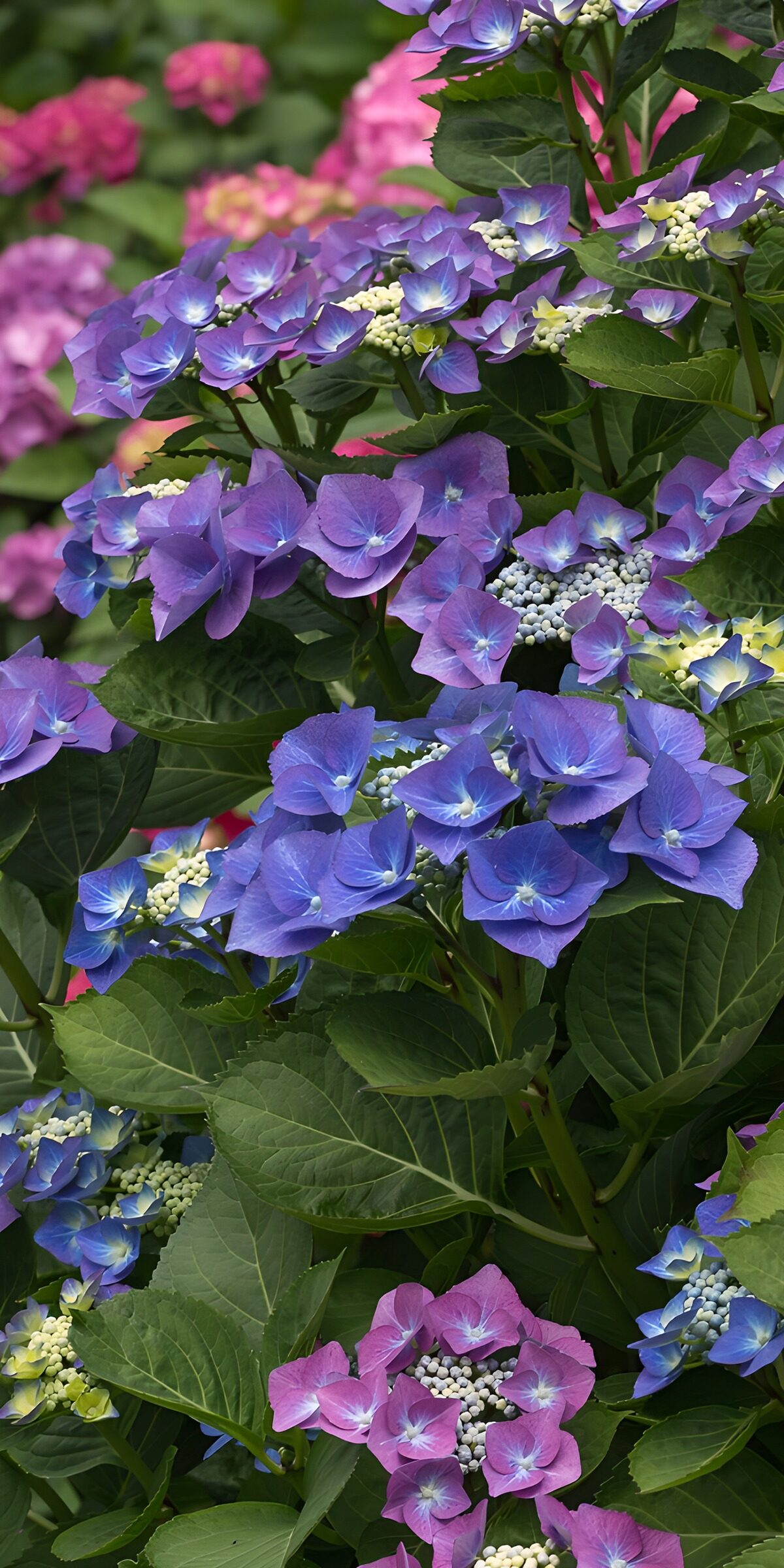 TPES42678: Hortensias azules y violetas entre hojas