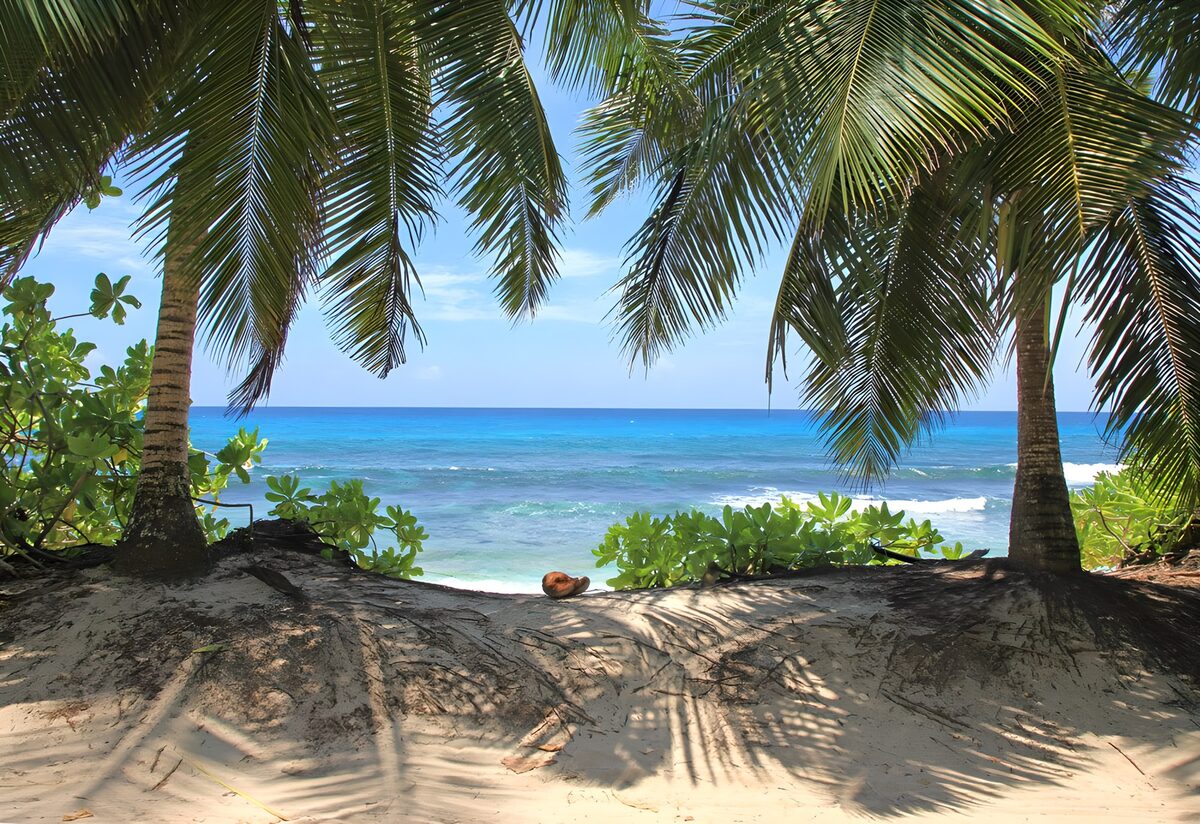 TPES50920: Playa de palmeras y mar turquesa