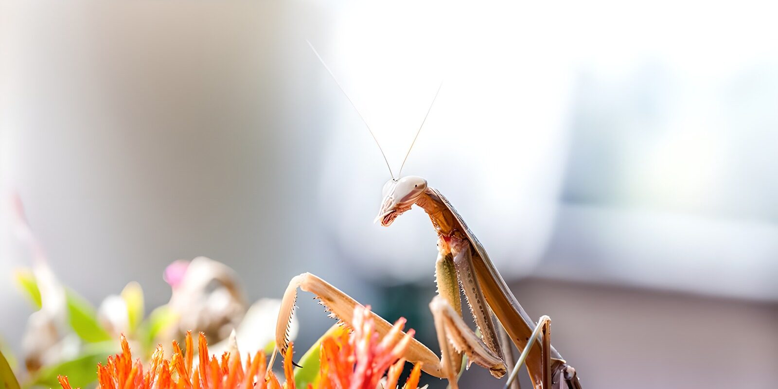 TPES35653: Mantis al acecho entre flores naranjas
