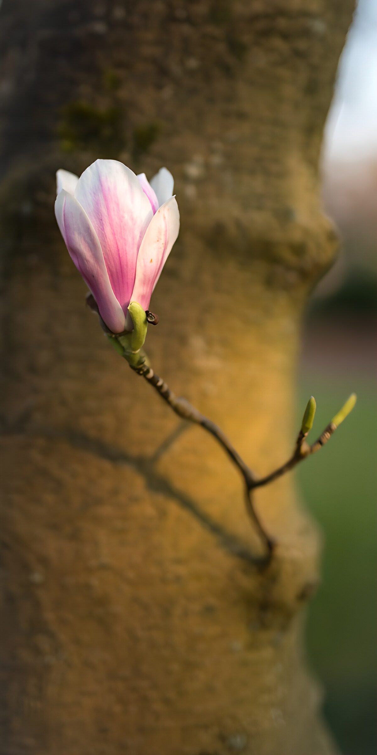 TPES80450: Magnolia rosa y blanca a la luz del sol