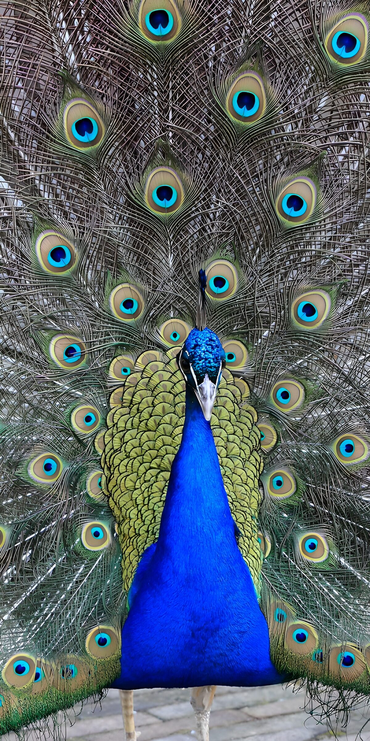 TPES99174: Pavo real, un abanico de joyas
