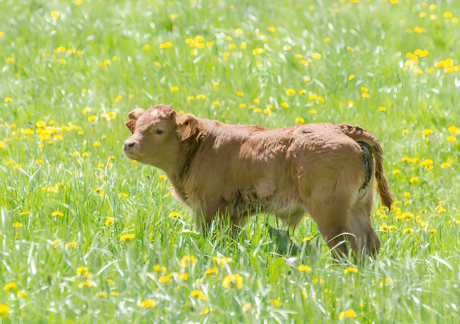TPES41883: Ternero marrón en un prado en flor