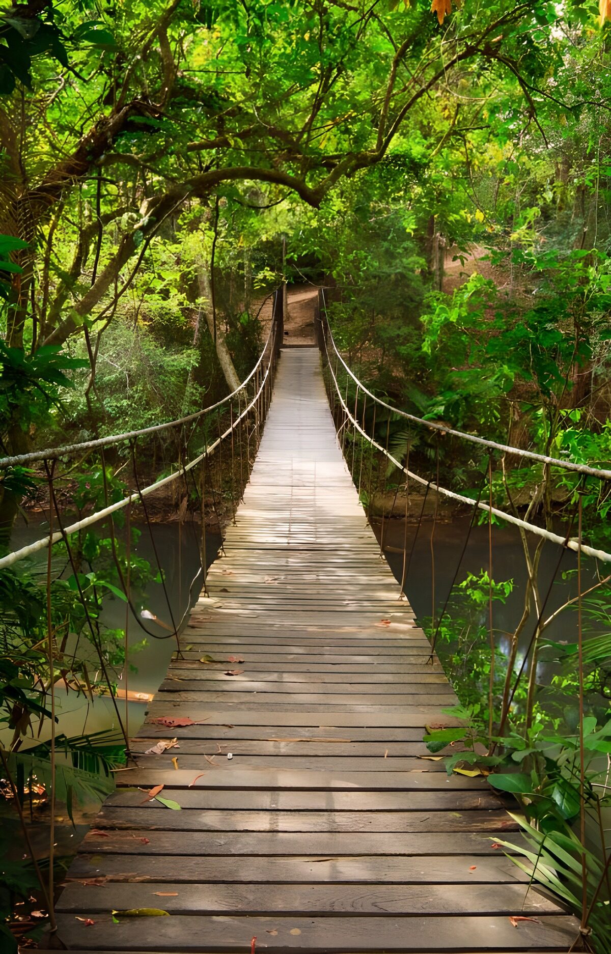TPES46308: Puente colgante a la sombra del bosque