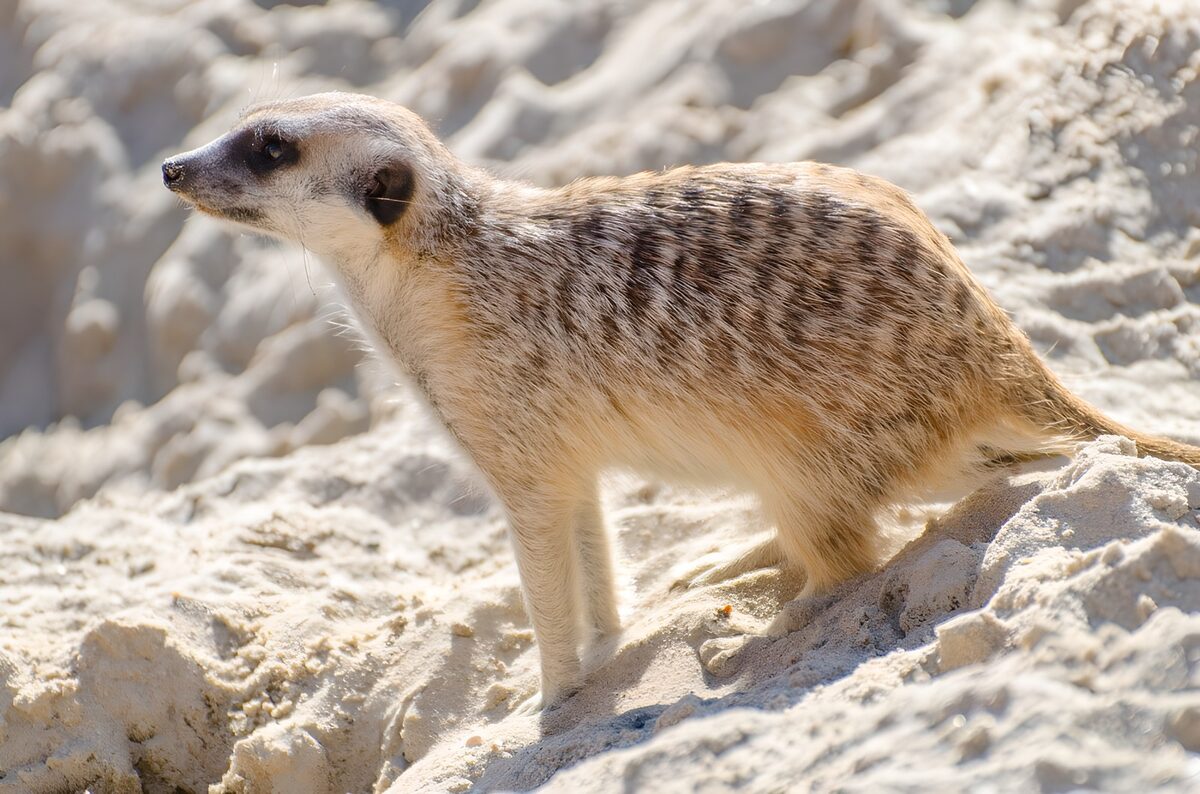 Suricata de perfil sobre la arena