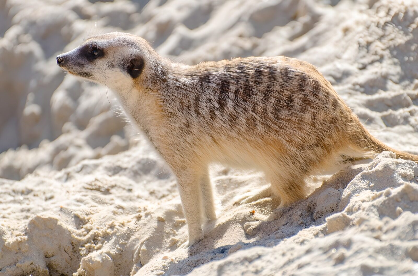 TPES97260: Suricata de perfil sobre la arena