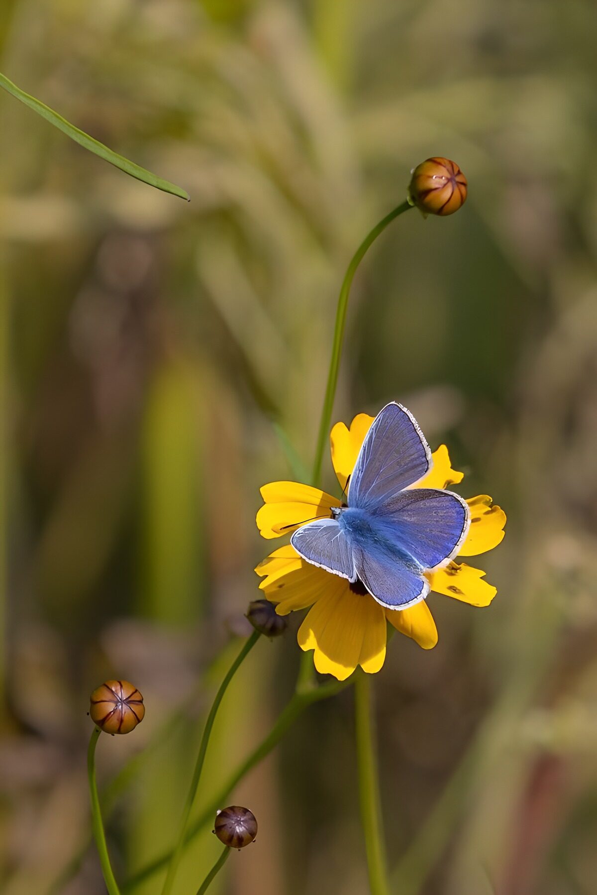 Mariposa azul sobre una flor amarilla al sol