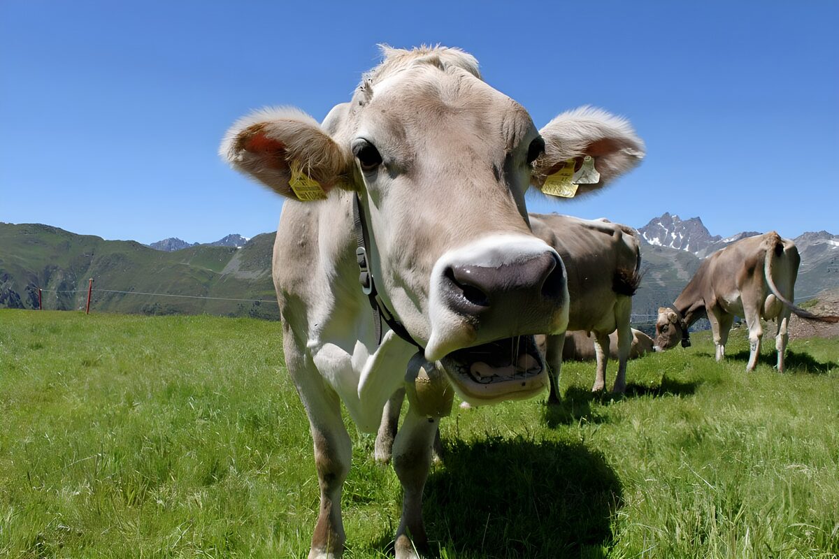 Vaca en primer plano bajo el sol de montaña