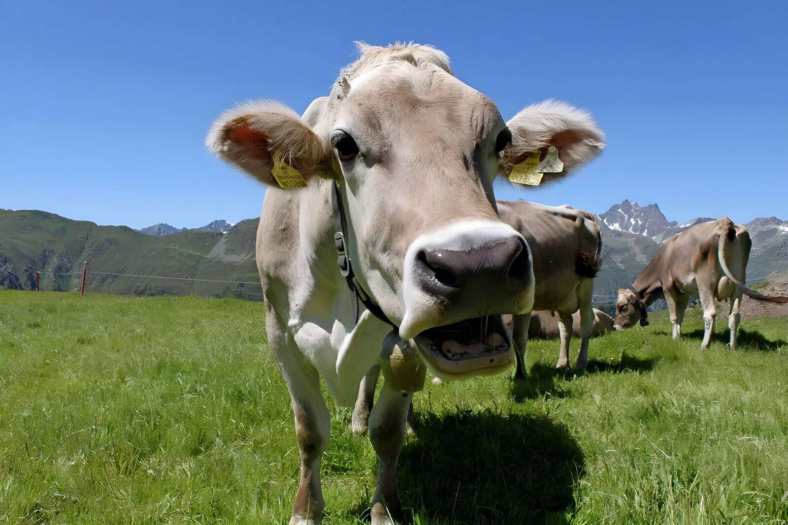 TPES15446: Vaca en primer plano bajo el sol de montaña