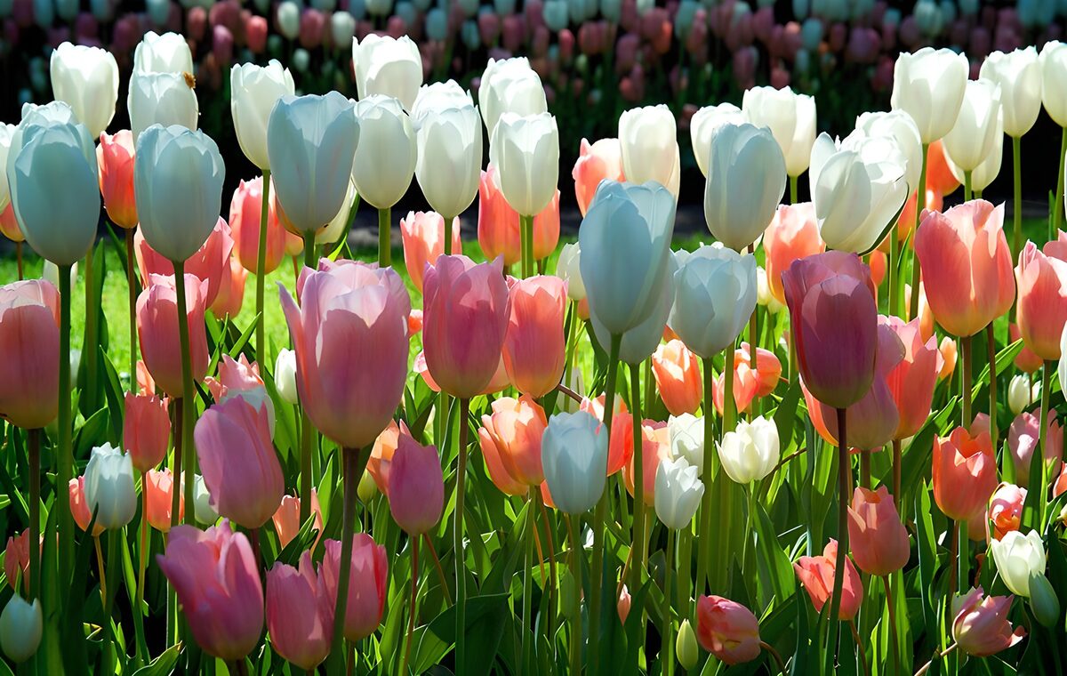 Tulipanes blancos, rosas, morados y naranjas