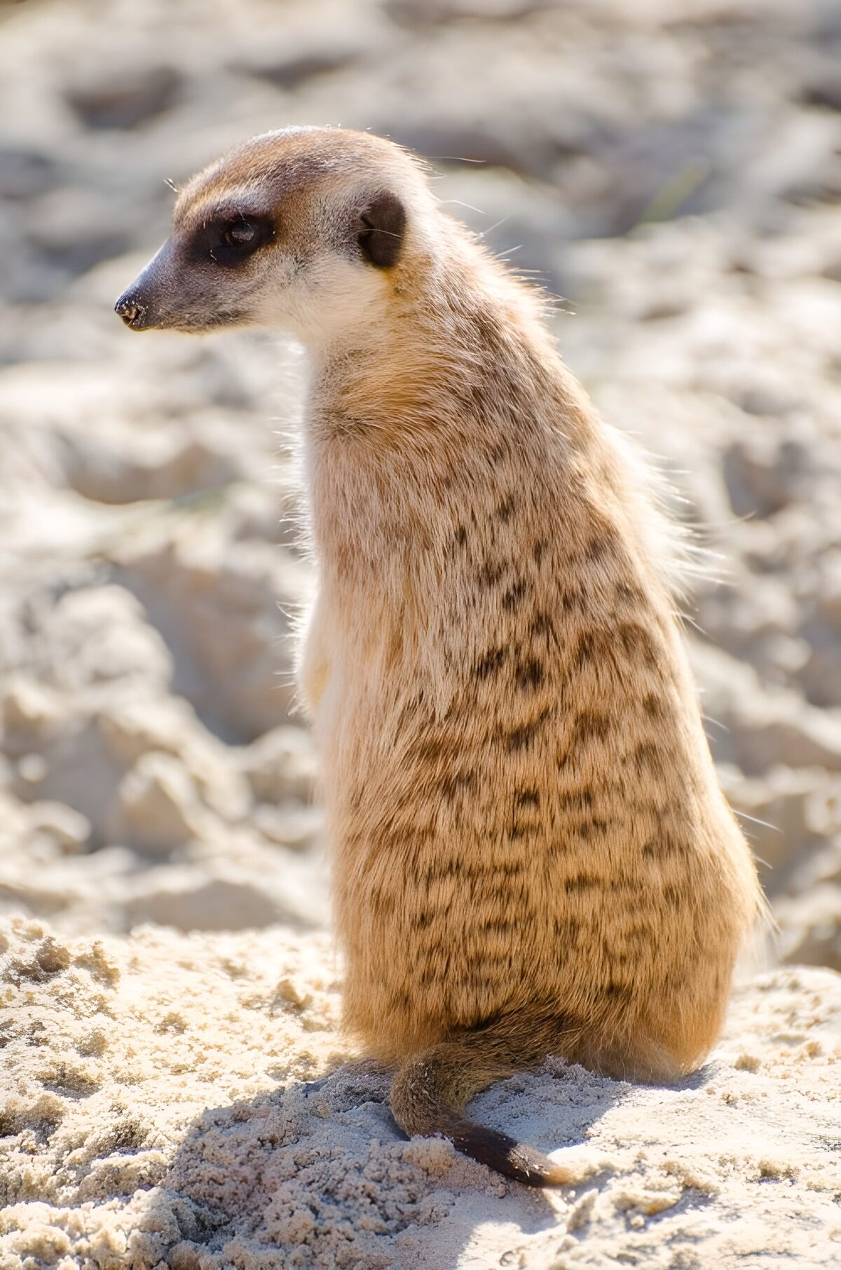 TPES63055: Suricata erguida al sol